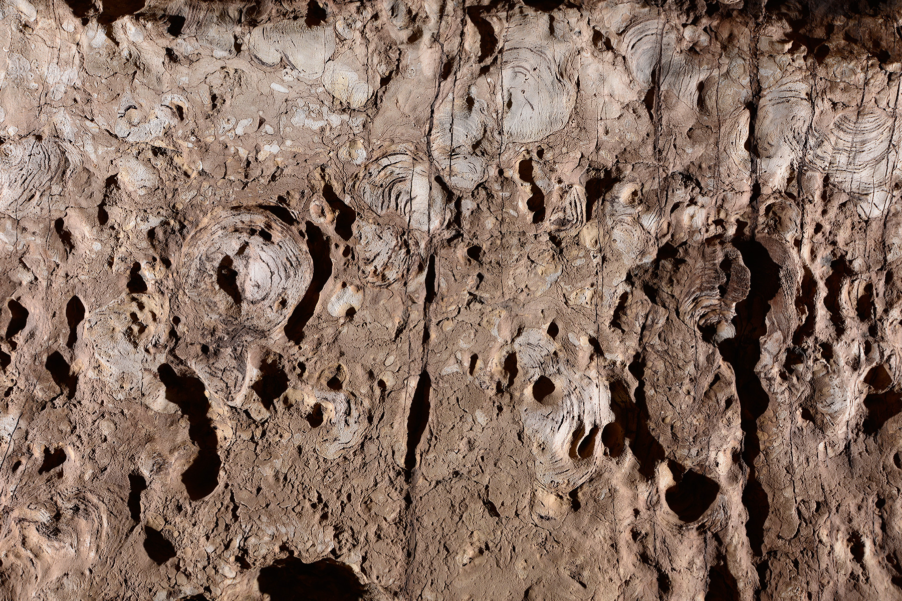 Trou des Crevés (Belvaux sur Lesse) : fossiles dans les calcaires du Carbonifères dans lesquels se développe la cavité